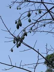Magnoliopsida