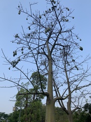Magnoliopsida