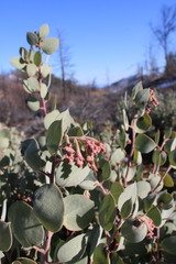 Arctostaphylos malloryi