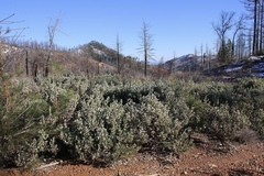Arctostaphylos malloryi