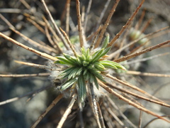 Astragalus arnacanthoides