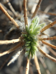 Astragalus arnacanthoides