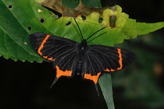 Barbicornis basilis mona