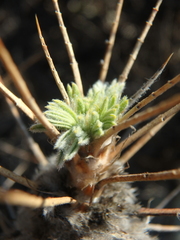 Astragalus arnacanthoides