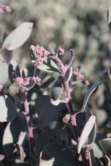Arctostaphylos malloryi