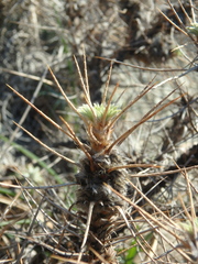 Astragalus arnacanthoides