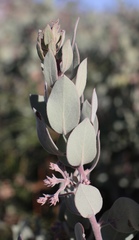 Arctostaphylos malloryi
