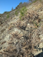 Astragalus arnacanthoides