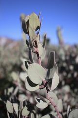 Arctostaphylos malloryi