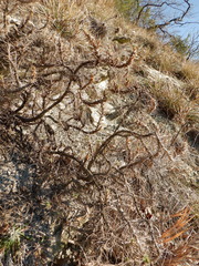 Astragalus arnacanthoides