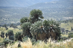Trithrinax campestris