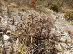 Astragalus arnacanthoides