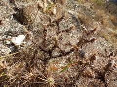 Astragalus arnacanthoides