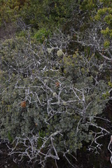 Teloschistes puber