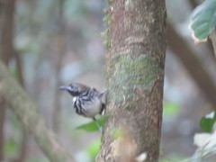 Hylophylax punctulatus