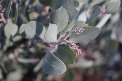 Arctostaphylos malloryi