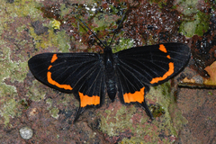 Barbicornis basilis mona