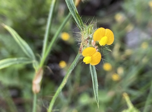 Stylosanthes montevidensis