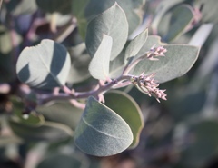 Arctostaphylos malloryi