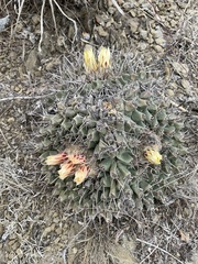 Thelocactus rinconensis