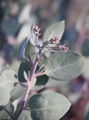 Arctostaphylos malloryi