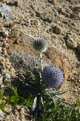 Echinops humilis