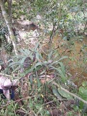 Pseudalcantarea viridiflora