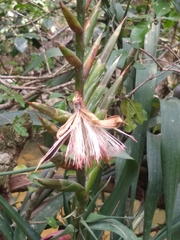 Pseudalcantarea viridiflora