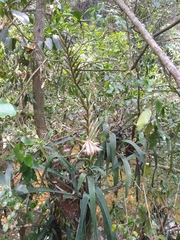 Pseudalcantarea viridiflora