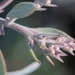 Mallory's Manzanita - Photo (c) Morgan Stickrod, some rights reserved (CC BY-NC), uploaded by Morgan Stickrod