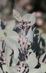 Arctostaphylos malloryi