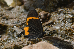 Barbicornis basilis mona