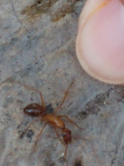 Camponotus