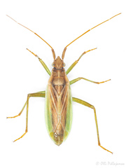 Stenodema holsata