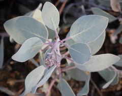 Arctostaphylos malloryi