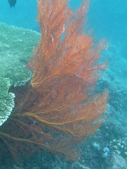 Melithaea ochracea