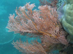 Melithaea ochracea