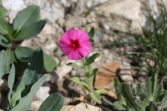 Phlox drummondii