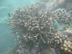 Acropora muricata