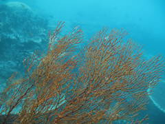Melithaea ochracea