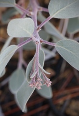 Arctostaphylos malloryi