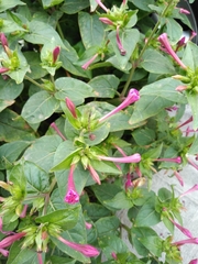Mirabilis jalapa