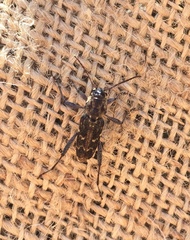 Xylotrechus nauticus