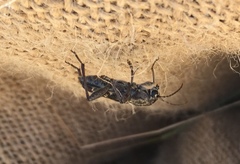 Xylotrechus nauticus