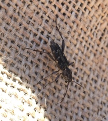 Xylotrechus nauticus