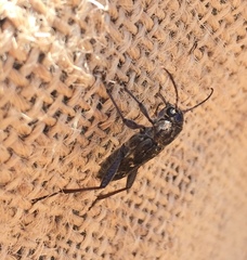 Xylotrechus nauticus
