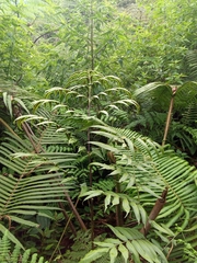 Coniogramme fraxinea