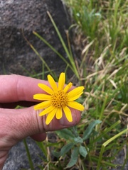 Arnica sonnei
