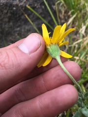 Arnica sonnei