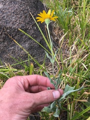 Arnica sonnei